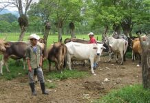 Ganaderos piden seguridad jurídica para frenar las amenazas de invasiones