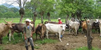 Ganaderos piden seguridad jurídica para frenar las amenazas de invasiones