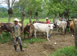 Ganaderos piden seguridad jurídica para frenar las amenazas de invasiones