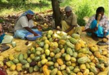 Líderes del cacao impulsan producción sostenible y rentable en Latinoamérica