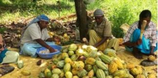 Líderes del cacao impulsan producción sostenible y rentable en Latinoamérica