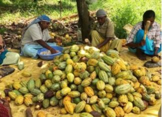 Líderes del cacao impulsan producción sostenible y rentable en Latinoamérica