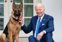 Commander, el perro de Biden, vuelve a morder a un agente del Servicio Secreto