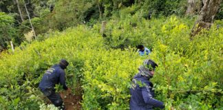 Policía Nacional ubica plantación de coca en la Mosquitia