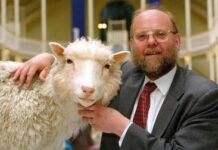 Muere a los 79 años Ian Wilmut, «padre» de la oveja Dolly