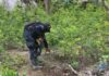 Agentes policiales incautan más de 196 mil arbustos de coca en el Parque Nacional Sierra Río Tinto