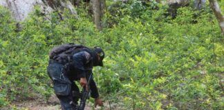 Agentes policiales incautan más de 196 mil arbustos de coca en el Parque Nacional Sierra Río Tinto