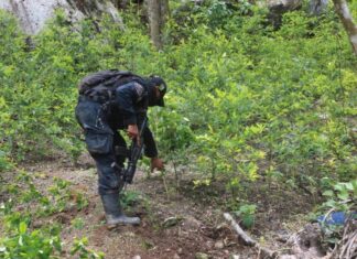 Agentes policiales incautan más de 196 mil arbustos de coca en el Parque Nacional Sierra Río Tinto