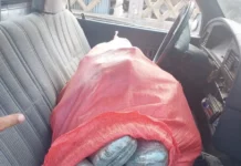 Hombre que atropelló a mujer cerca del CN es detenido con 100 libras de marihuana