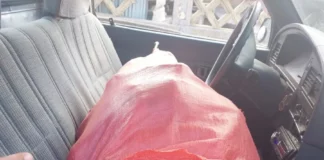 Hombre que atropelló a mujer cerca del CN es detenido con 100 libras de marihuana