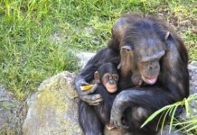 La menopausia no es única en humanas y ballenas: las chimpancés de Ngogo también la tienen