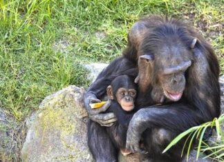 La menopausia no es única en humanas y ballenas: las chimpancés de Ngogo también la tienen