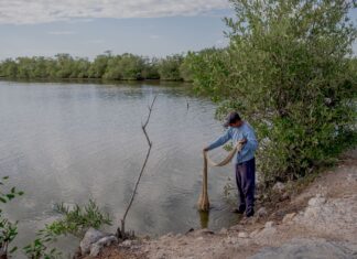 Millonarias pérdidas se registran en camaroneras y salineras en Alianza, Valle tras inundaciones