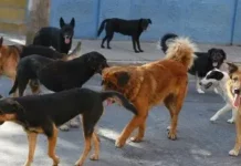 Perú vacunará a más de 240.000 perros en la región donde murió una mujer por rabia