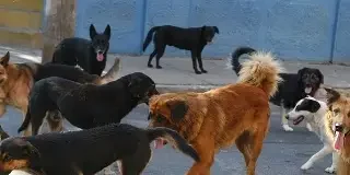 Perú vacunará a más de 240.000 perros en la región donde murió una mujer por rabia