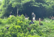 Erradican 72 mil arbustos de coca en Colón