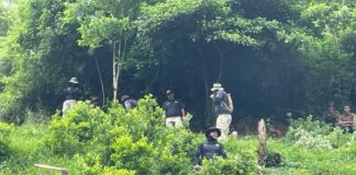 Erradican 72 mil arbustos de coca en Colón