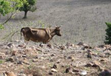 Pronostican un déficit de lluvia para este mes de octubre por la prolongación de el fenómeno de “El Niño” hasta 2024