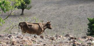 Pronostican un déficit de lluvia para este mes de octubre por la prolongación de el fenómeno de “El Niño” hasta 2024