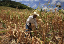 Aproximadamente 2.6 millones de hondureños enfrentan inseguridad alimentaria, según informe de Asonog