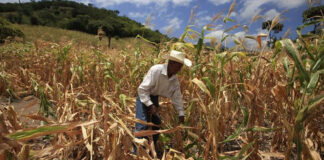 Aproximadamente 2.6 millones de hondureños enfrentan inseguridad alimentaria, según informe de Asonog