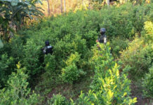 Policía Militar asegura 400 mil arbustos de hoja de coca en Atlántida