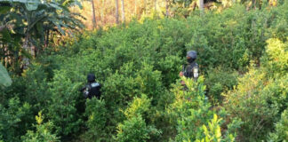 Aseguran 10 mil plantas de coca en una aldea de Olanchito
