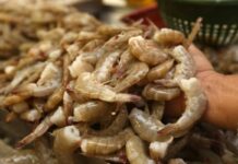 Camarón hondureño es rechazado en el mercado mexicano