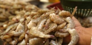 Camarón hondureño es rechazado en el mercado mexicano