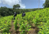 Policía Nacional erradica 56 mil plantas de coca en La Mosquitia