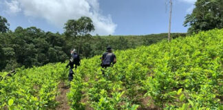 Policía Nacional erradica 56 mil plantas de coca en La Mosquitia