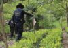 Más de 6 millones de arbustos de coca y 24 laboratorios han sido incautados en Honduras en 2023