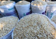 En un 30% disminuirá la producción de maíz en el territorio nacional