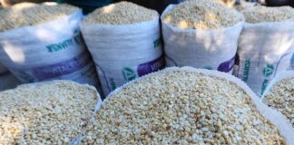 En un 30% disminuirá la producción de maíz en el territorio nacional