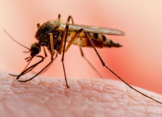 La Sesal declara alerta epidemiológica por malaria y vigilancia nacional por fiebre amarilla en el país