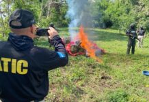 Erradican más de 10 manzanas de marihuana en Gualaco, Olancho