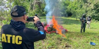 Erradican más de 10 manzanas de marihuana en Gualaco, Olancho