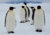 El Pingüino emperador en la Antártica, en peligro de extinción, por la reducción del hielo