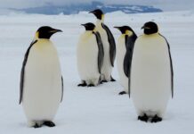 El Pingüino emperador en la Antártica, en peligro de extinción, por la reducción del hielo