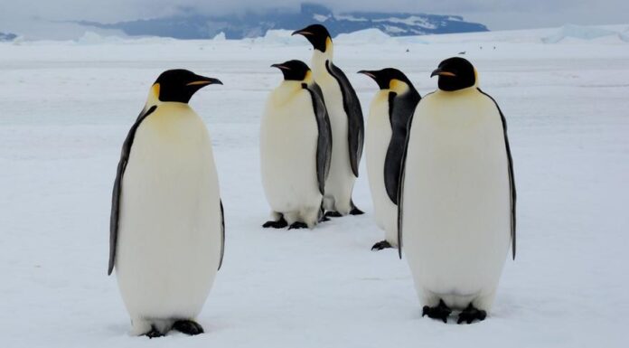 El Pingüino emperador en la Antártica, en peligro de extinción, por la reducción del hielo
