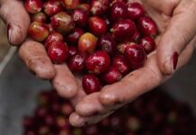 Las exportaciones de café hondureño bajan un 40 % en el primer mes de la cosecha 2023-2024