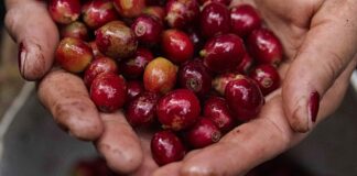Las exportaciones de café hondureño bajan un 40 % en el primer mes de la cosecha 2023-2024