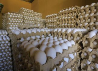 Se prevé un aumento entre 5 y 7 lempiras en el cartón de huevos