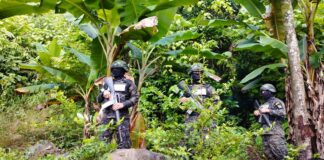 Encuentran 25 mil arbustos de coca, armas y precursores químicos en Olanchito