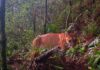 El ICF ya cuenta con el primer registro fotográfico de un puma, en montaña La Botija