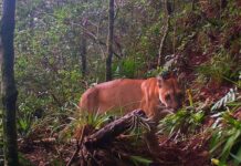El ICF ya cuenta con el primer registro fotográfico de un puma, en montaña La Botija