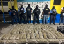 Detienen a mexicano en posesión de más de 200 libras de marihuana «Crispy» en Corinto