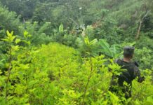 Centroamérica tiene creciente potencial para plantaciones de coca, revela estudio en EE.UU.