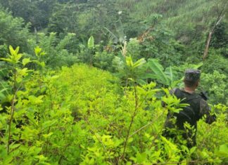 Centroamérica tiene creciente potencial para plantaciones de coca, revela estudio en EE.UU.