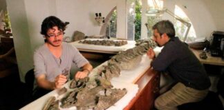 Encuentran en Chile el fósil de un elasmosaurio, un reptil marino que vivió hace 70 millones de años